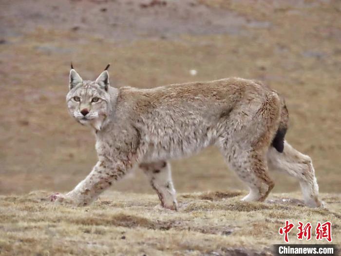 圖為三江源國家公園長江源園區(qū)內(nèi)的野生猞猁?！「窦?攝