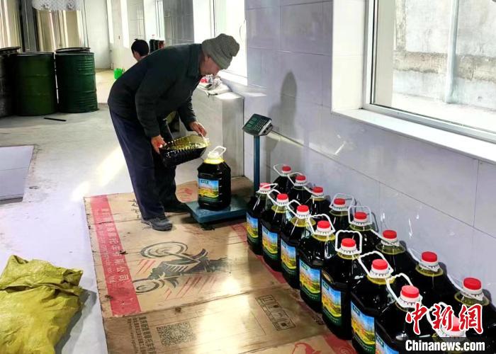 圖為高原油菜籽榨出的菜籽油。　張得存 攝