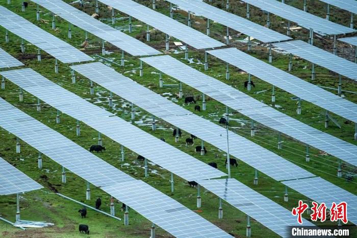 柯拉光伏板距地面高度超過1.8米，可滿足植被生長需要，又能保障牛羊放牧空間，實現“牧光”互補?！⒅铱?攝
