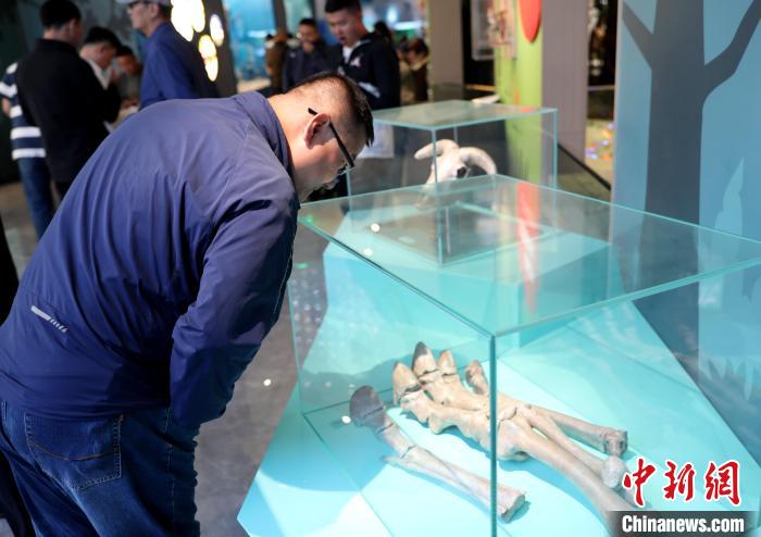 圖為臺商在祁連山國家公園生態(tài)科普館內(nèi)觀看標(biāo)本?！⊙Φ?攝