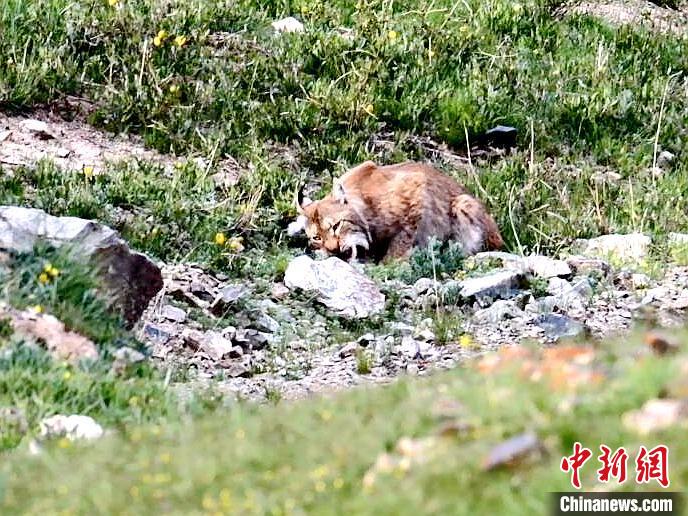 圖為猞猁正在進食。　向文軍 攝