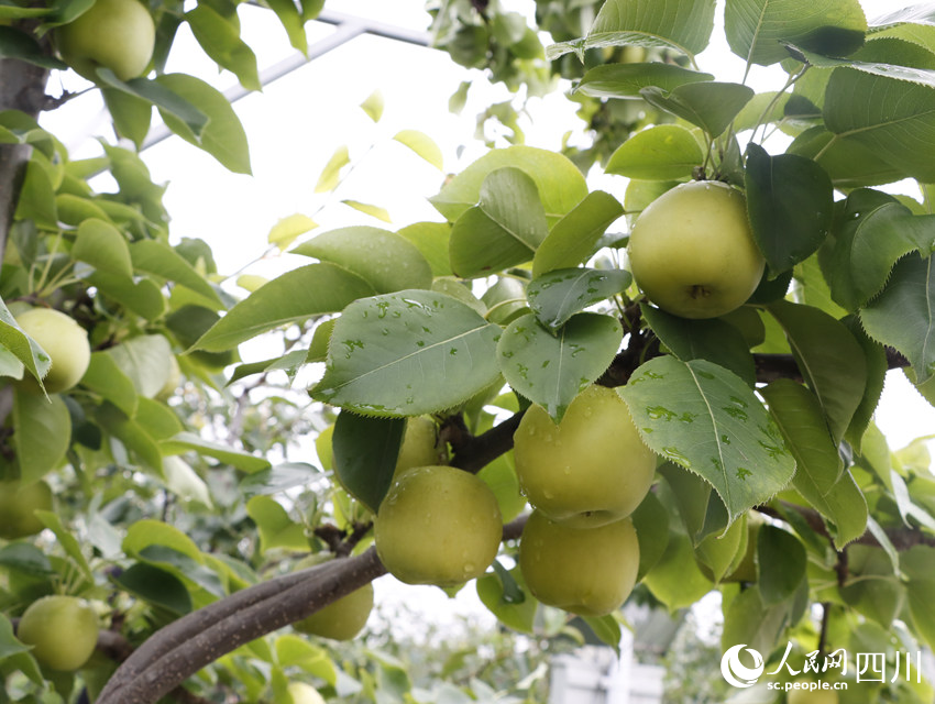 即將上市的雪梨“翠冠”。勾璇攝