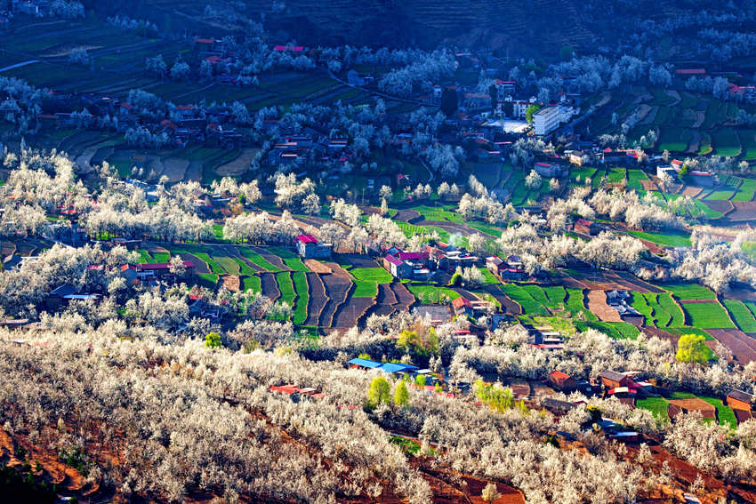大金川上看梨花，梨云悠悠，滿山遍野潔白一片。金川縣供圖