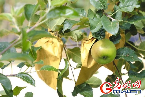 我們的家園｜小蘋果帶動大產(chǎn)業(yè)，帶你看看這座阿壩州小村的鄉(xiāng)村振興新模式