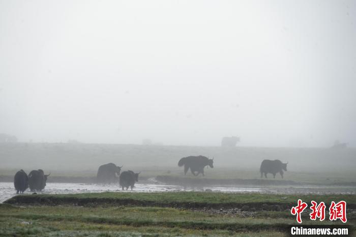 圖為成群牦牛在草灘上戲水漫步，宛如靜美水墨畫?！●R銘言 攝