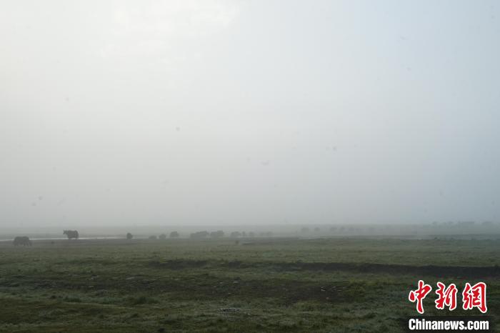 圖為成群牦牛在草灘上覓食、漫步，宛如靜美水墨畫。　馬銘言 攝