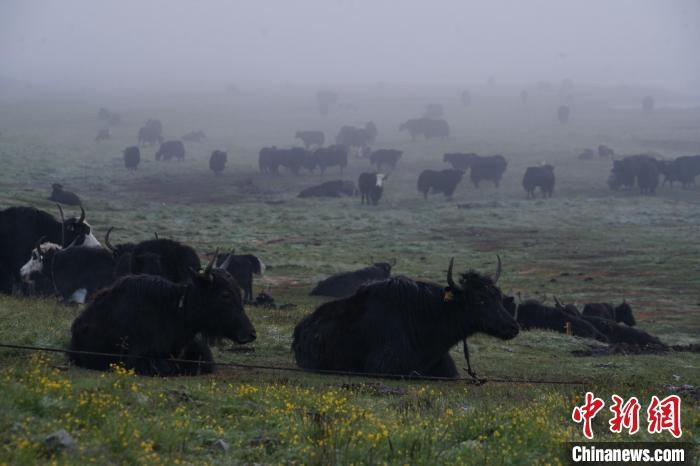 圖為成群牦牛在草灘上覓食、棲息，宛如靜美水墨畫?！●R銘言 攝