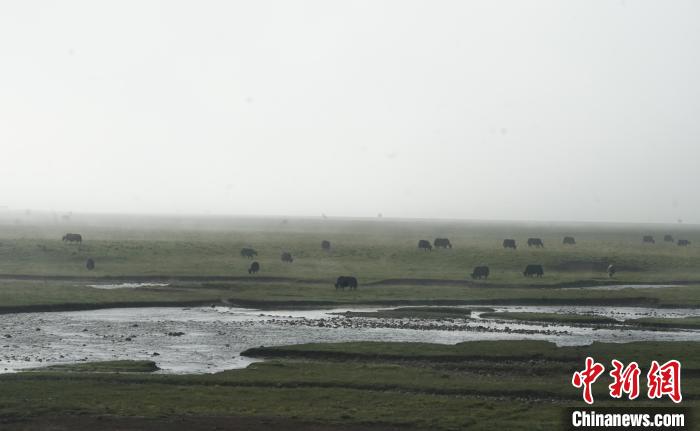圖為成群牦牛在草灘上覓食、漫步，宛如靜美水墨畫?！●R銘言 攝