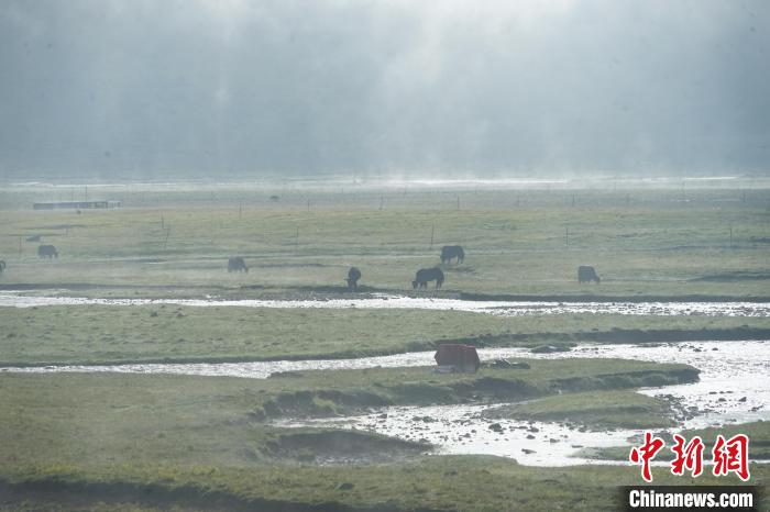 圖為成群牦牛在草灘上覓食、漫步，宛如靜美水墨畫?！●R銘言 攝