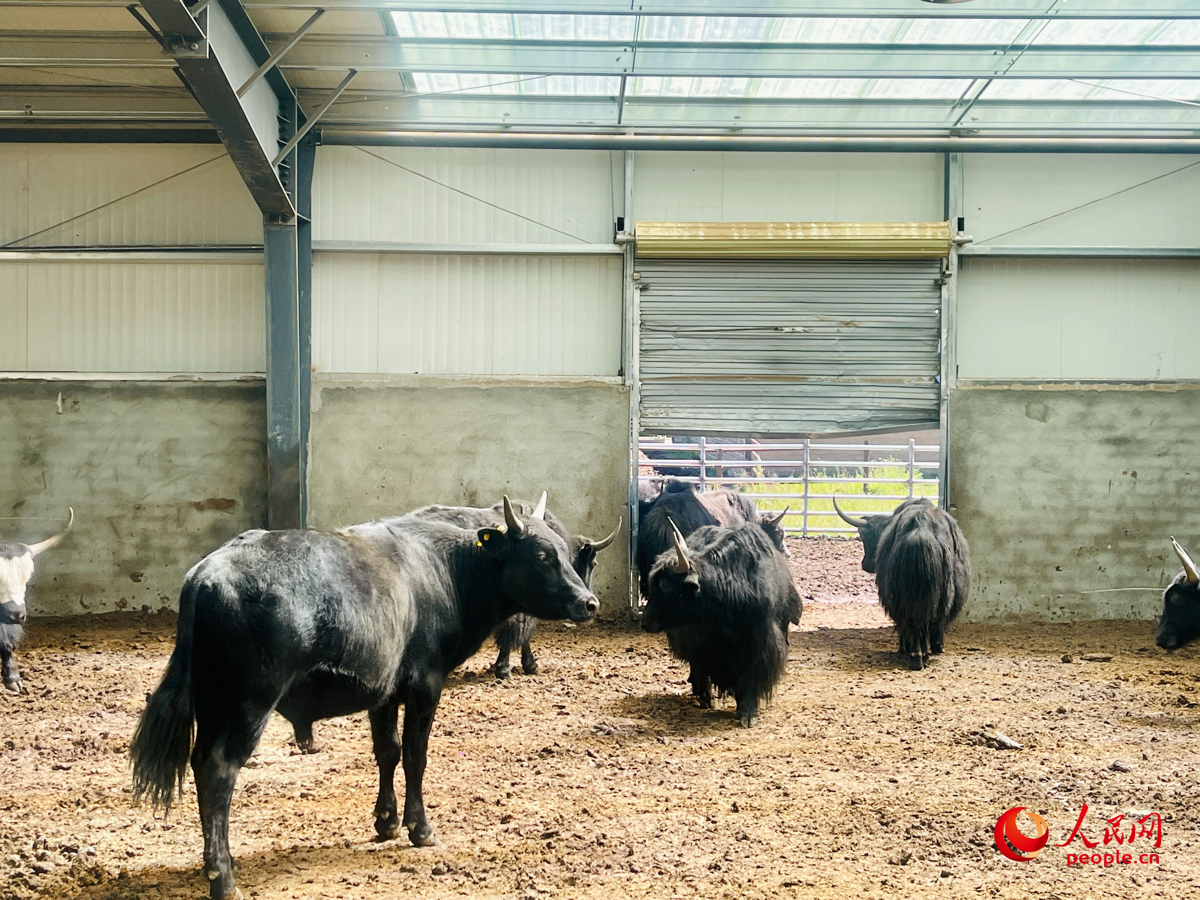 唐日合作社里養(yǎng)殖的牦牛。人民網(wǎng) 周靜圓攝