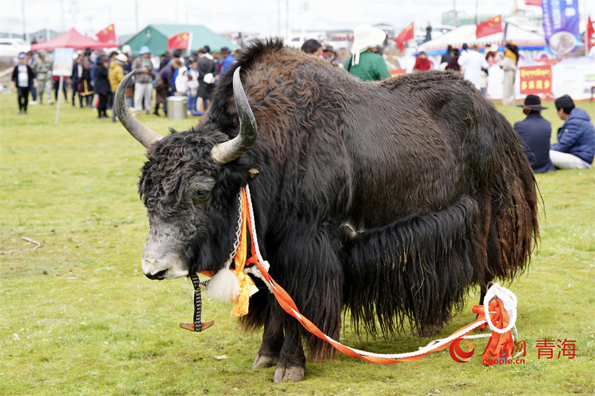 澤庫(kù)牦牛評(píng)比展示。人民網(wǎng) 陳明菊攝