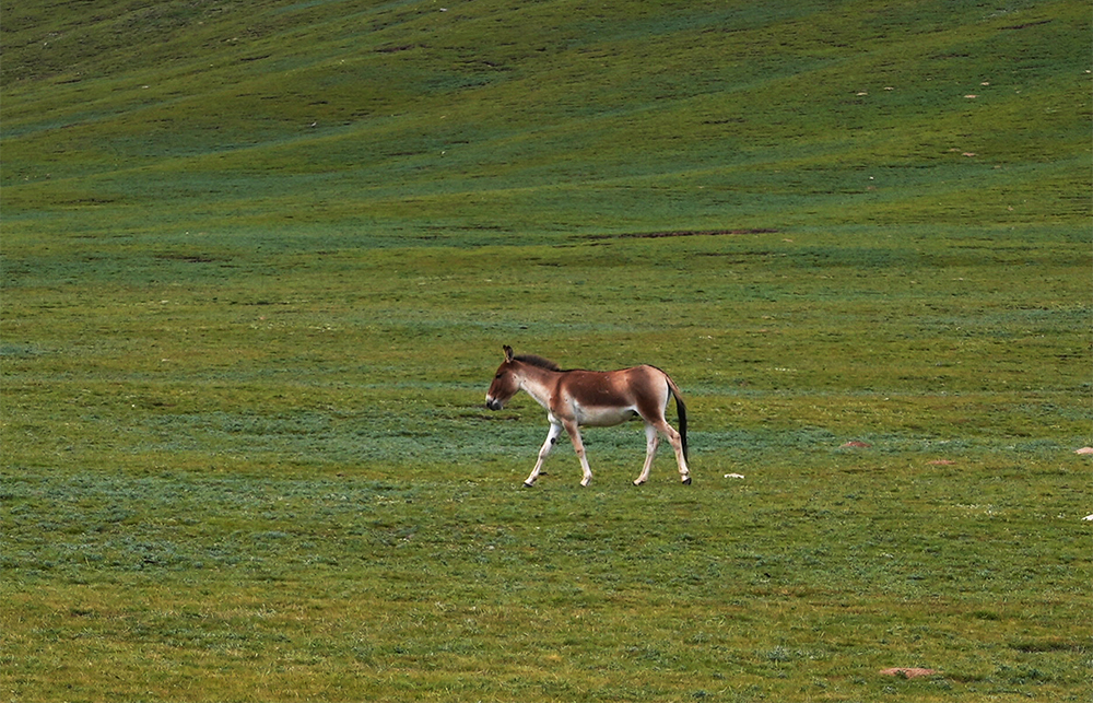 大自然的生態(tài)美學(xué)！黃河源園區(qū)哪一抹色彩最讓你心動(dòng)？