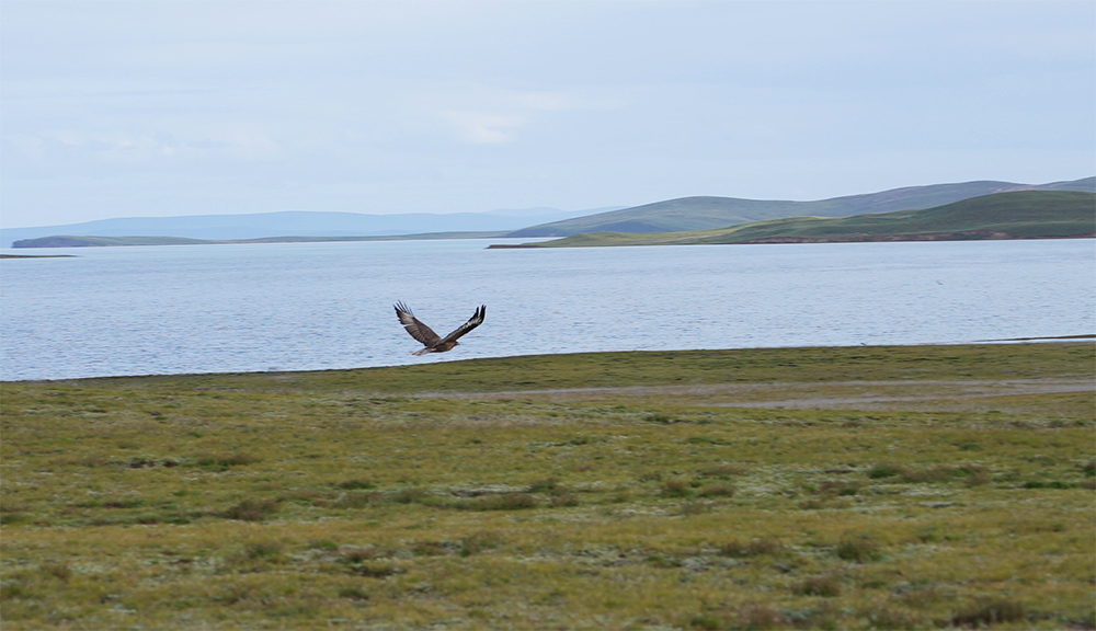 大自然的生態(tài)美學(xué)！黃河源園區(qū)哪一抹色彩最讓你心動(dòng)？