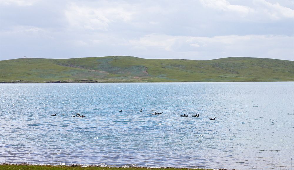 大自然的生態(tài)美學(xué)！黃河源園區(qū)哪一抹色彩最讓你心動(dòng)？