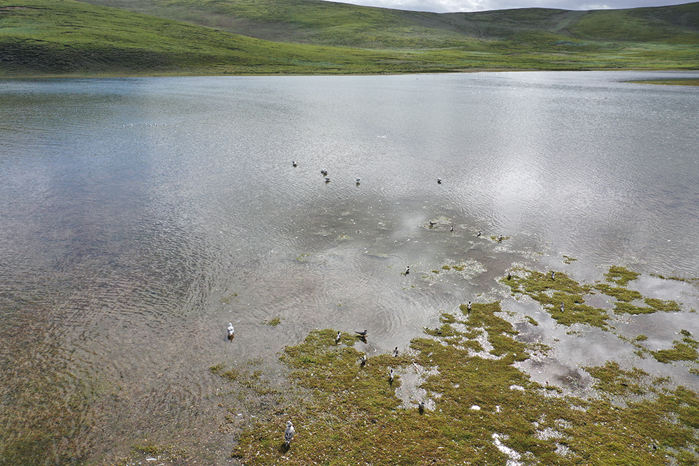 大自然的生態(tài)美學(xué)！黃河源園區(qū)哪一抹色彩最讓你心動(dòng)？