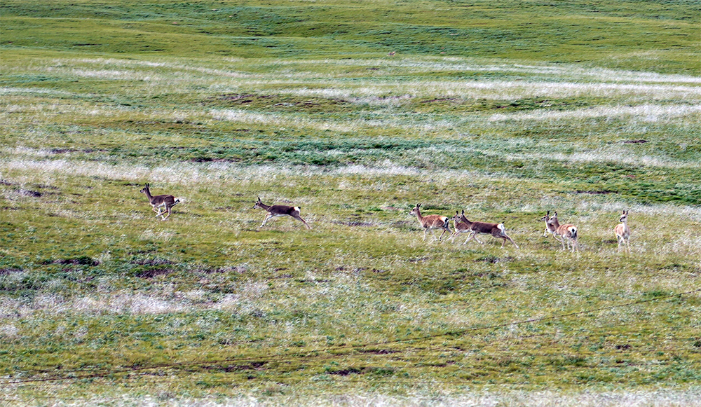 大自然的生態(tài)美學(xué)！黃河源園區(qū)哪一抹色彩最讓你心動(dòng)？
