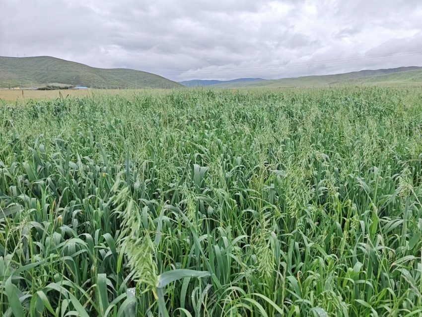 四川省阿壩州紅原縣草場(chǎng)。阿壩州紅原縣科學(xué)技術(shù)和農(nóng)業(yè)畜牧局供圖