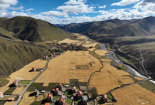 成熟的青稞。雅江縣委宣傳部供圖