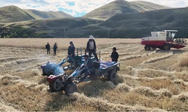 秋收現(xiàn)場(chǎng)。雅江縣委宣傳部供圖