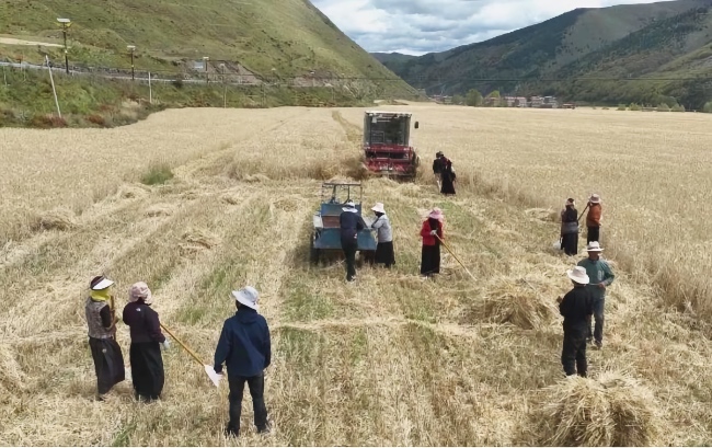 秋收現(xiàn)場(chǎng)。雅江縣委宣傳部供圖