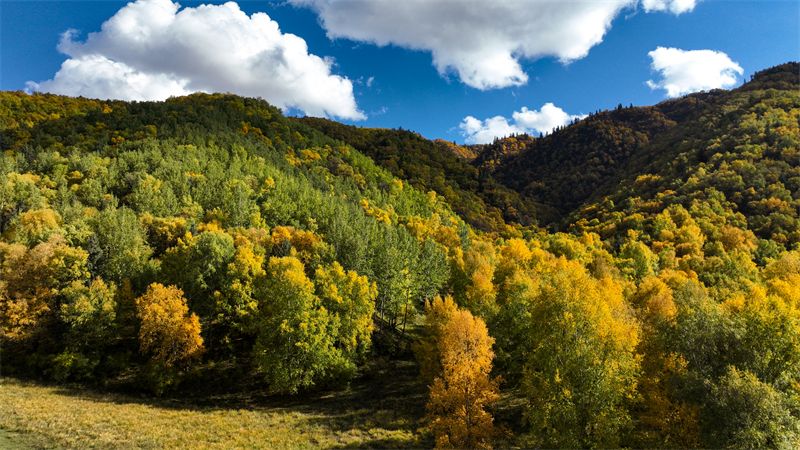 秋韻坎布拉。羊格東智攝