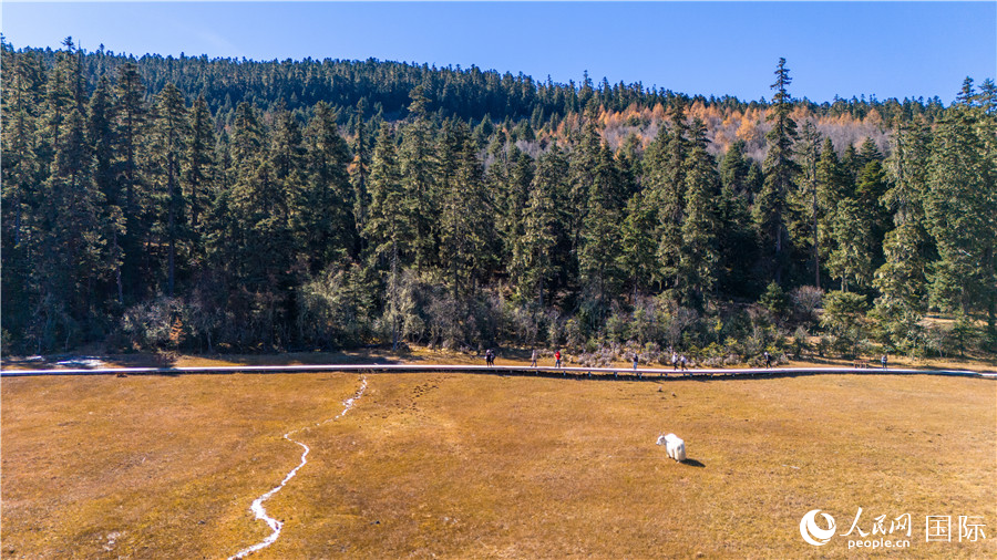 香格里拉國家公園景區(qū)內(nèi)的游客與悠閑的白牦牛。人民網(wǎng)記者 虎遵會(huì)攝
