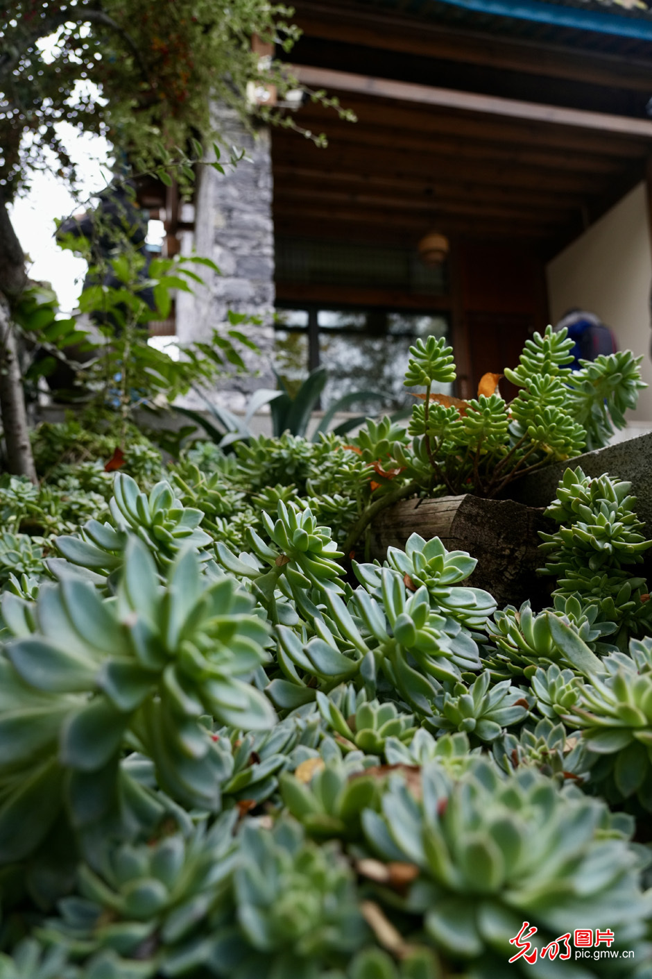 【世界的香格里拉】民宿經(jīng)濟為鄉(xiāng)村振興注入新活力