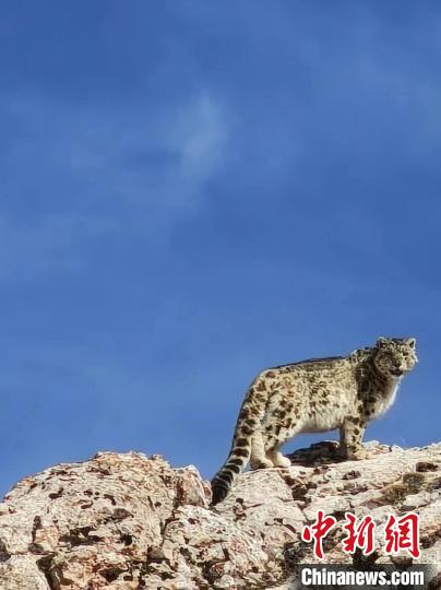 雪豹“巡山”！黃河源頭生態(tài)管護員近距離偶遇雪豹