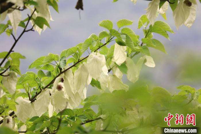 四川松潘：萬(wàn)株野生珙桐花競(jìng)相綻放