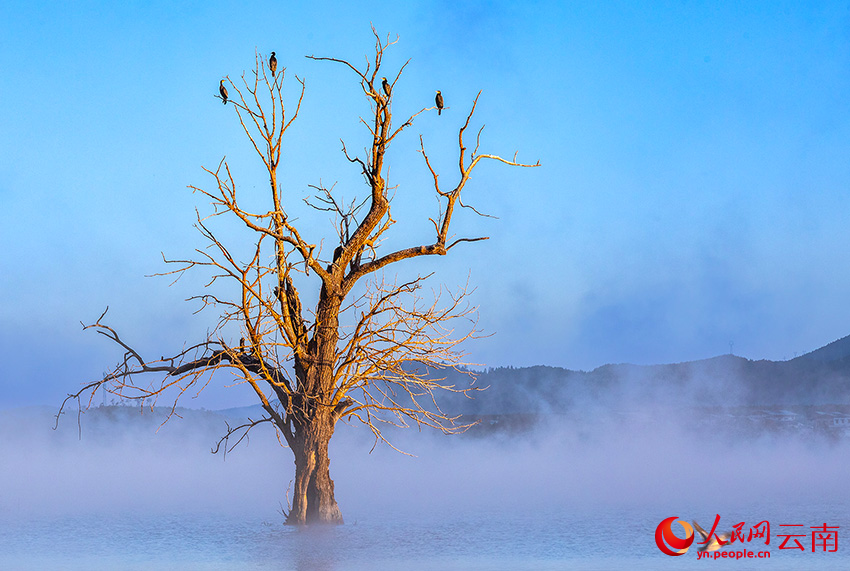普通鸕鶿。李志剛攝