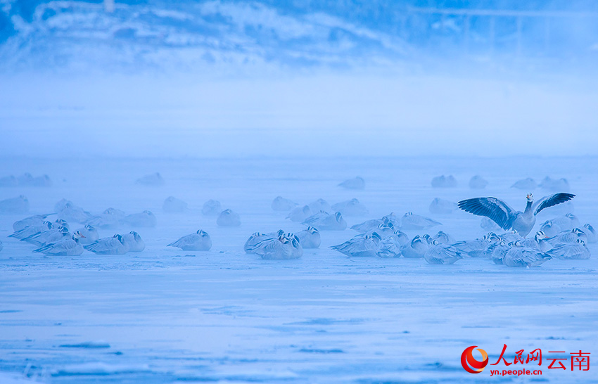 斑頭雁。李志剛攝