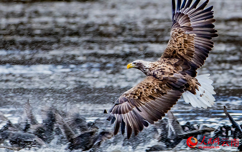 白尾海雕抓骨頂雞。彭建生攝