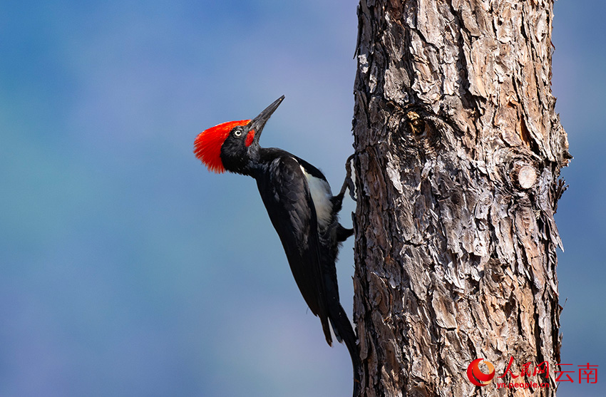 白腹黑啄木鳥。郎批攝