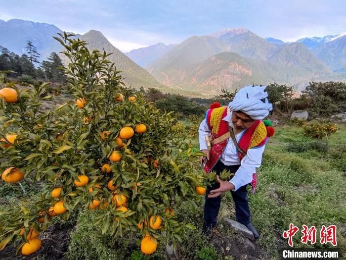 林芝下察隅鎮(zhèn)京都村101畝耙耙柑豐收。　江飛波 攝