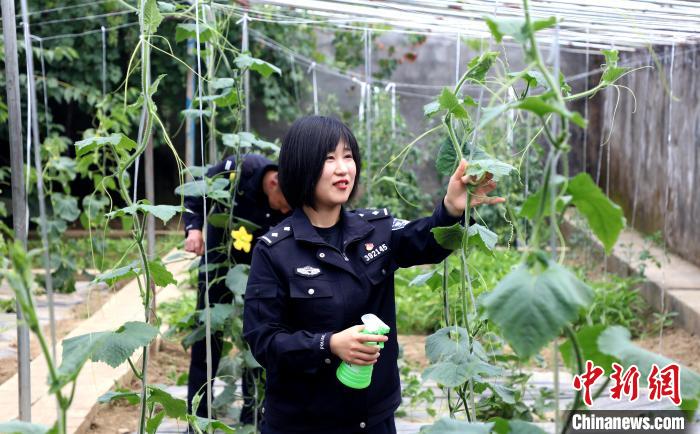 圖為李冬雪在溫室大棚里勞作?！∥鞑爻鋈刖尺叿罊z查總站供圖