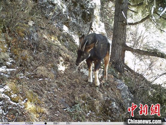 圖為相同位點(diǎn)記錄到的國(guó)家二級(jí)重點(diǎn)保護(hù)野生動(dòng)物—中華鬣羚?！≈袊?guó)科學(xué)院昆明動(dòng)物研究所提供