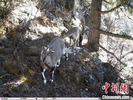 圖為相同位點(diǎn)記錄到的雪豹主要獵物—巖羊?！≈袊?guó)科學(xué)院昆明動(dòng)物研究所提供