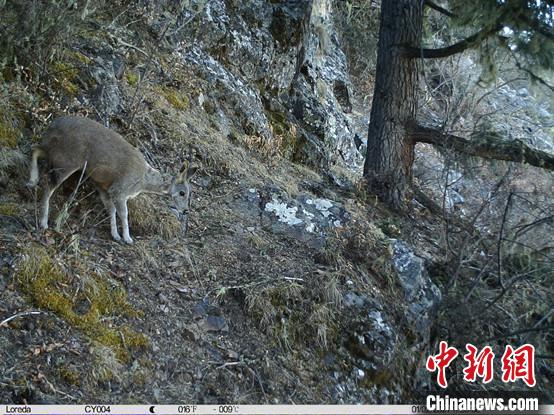 圖為相同位點(diǎn)記錄到的國(guó)家一級(jí)重點(diǎn)保護(hù)野生動(dòng)物—馬麝。　中國(guó)科學(xué)院昆明動(dòng)物研究所提供