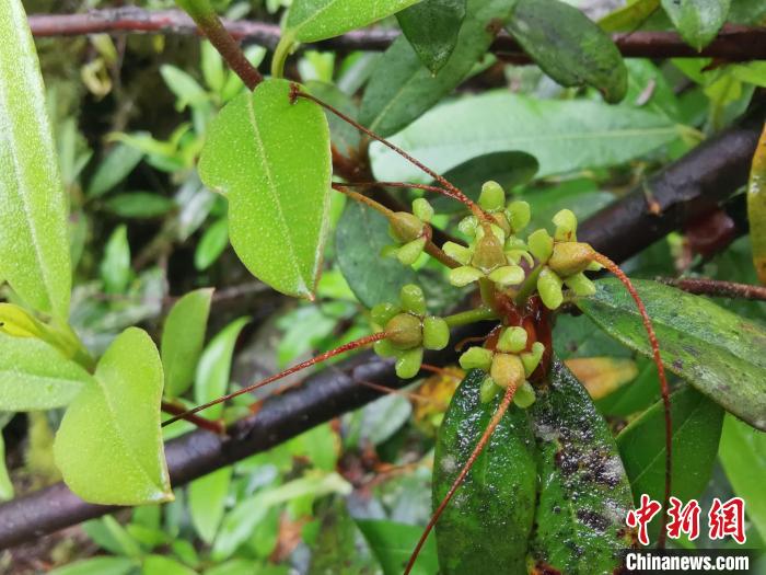 圖為折萼杜鵑果實(shí)圖?！≈锌圃豪ッ髦参镅芯克峁? oldsrc=
