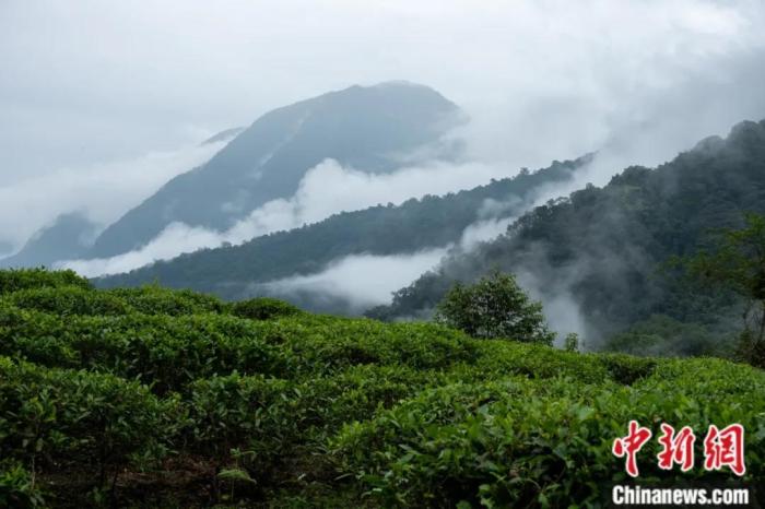 墨脫縣背崩鄉(xiāng)的高山茶場。