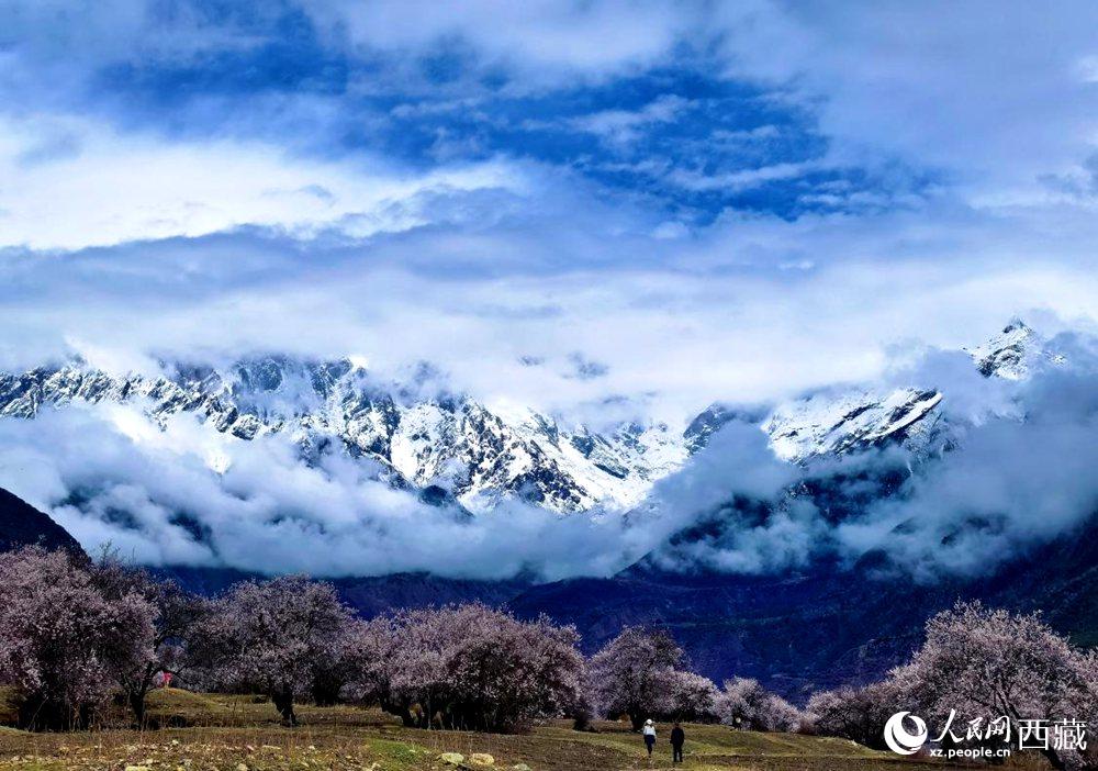 雪山下的桃花。人民網(wǎng) 李海霞攝