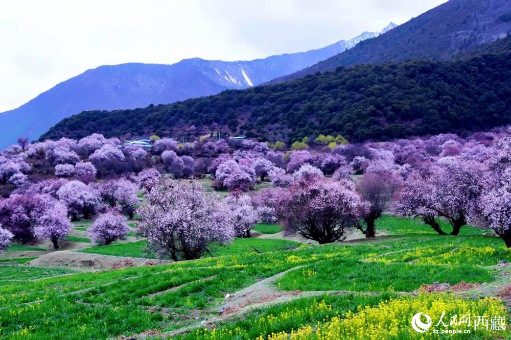 一樹(shù)樹(shù)野桃花開(kāi)得正艷。人民網(wǎng) 李海霞攝
