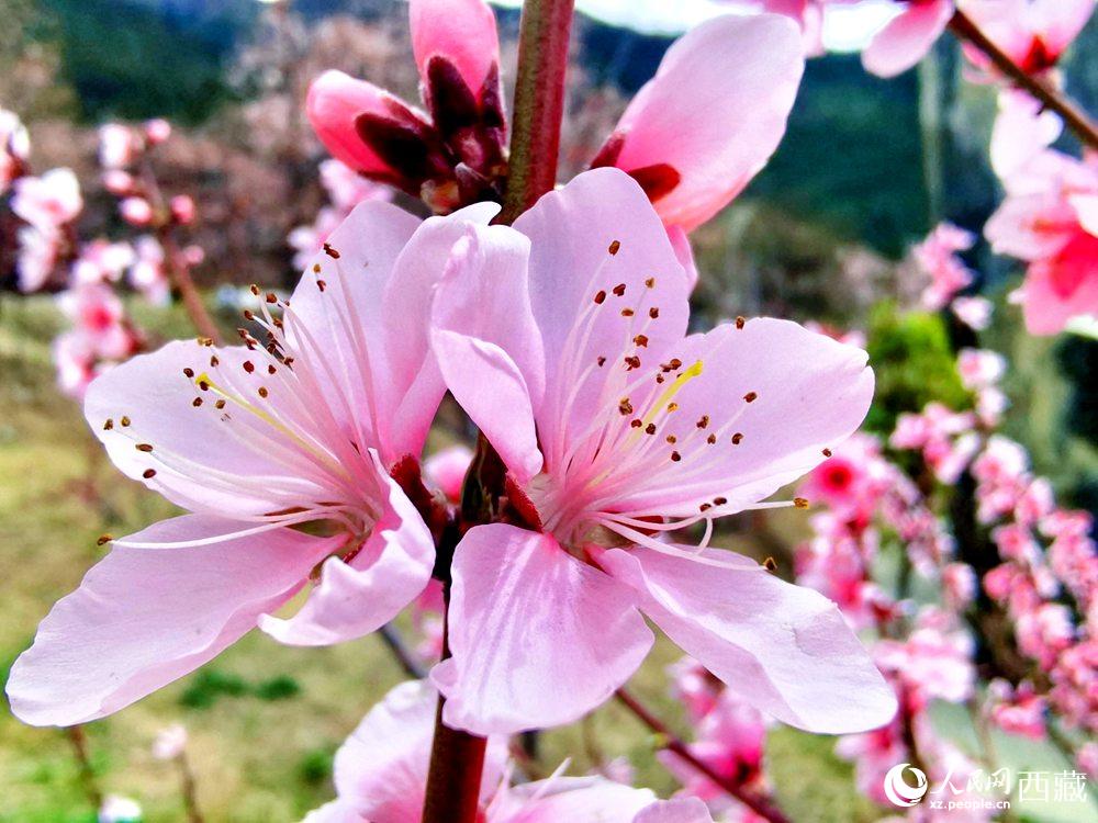 林芝桃花開(kāi)。人民網(wǎng) 李海霞攝