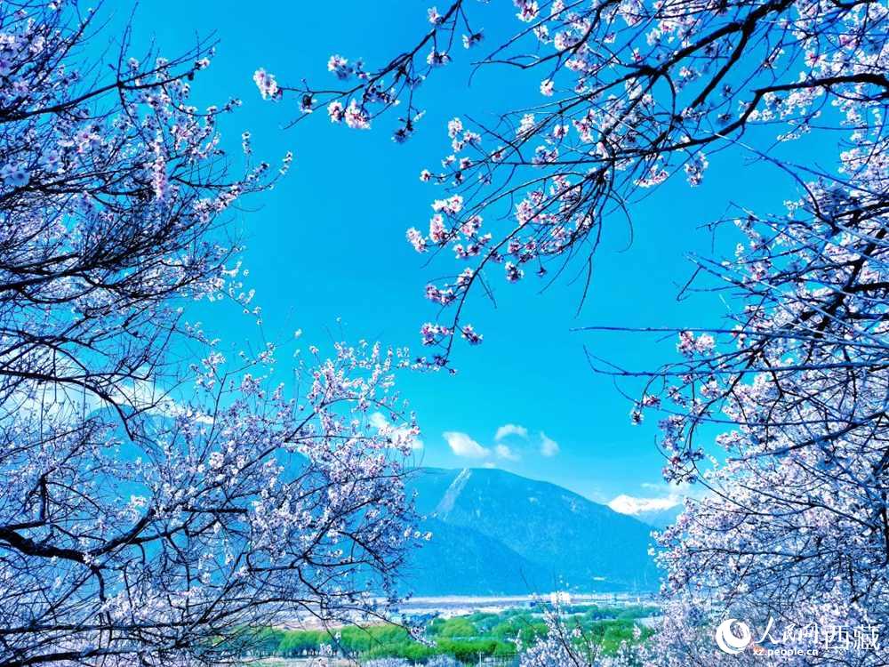 桃花在藍(lán)天白云的映襯下分外好看。人民網(wǎng) 李海霞攝