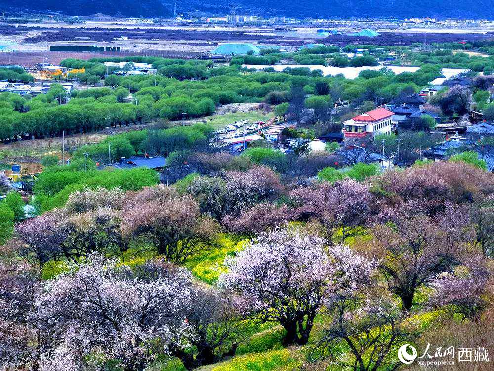 漫山開(kāi)放的野桃花。人民網(wǎng) 李海霞攝