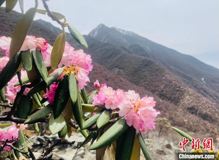 近日，西藏自治區(qū)山南市加查縣索囊溝的杜鵑花競相綻放?！∪轿木?攝