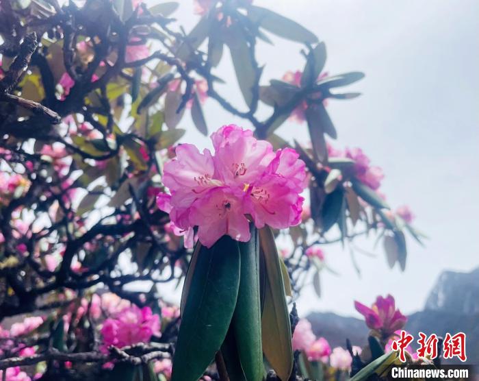 近日，西藏自治區(qū)山南市加查縣索囊溝的杜鵑花競相綻放。　冉文娟 攝
