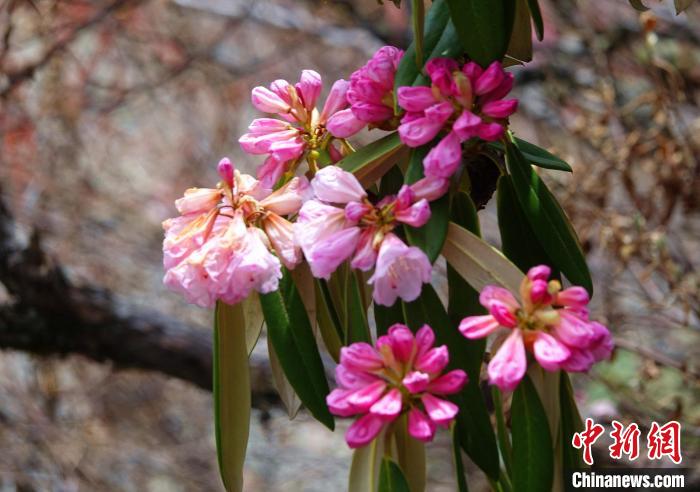 近日，西藏自治區(qū)山南市加查縣索囊溝的杜鵑花競相綻放。　冉文娟 攝