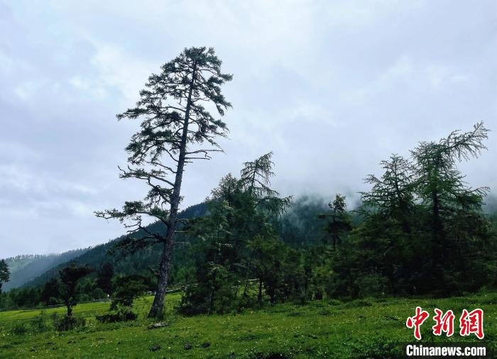 6月10日，魯朗小鎮(zhèn)高山牧場景區(qū)風(fēng)光?！∪轿木?攝