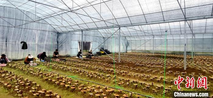圖為紅太陽(yáng)科技示范家庭農(nóng)場(chǎng)組織民眾采收靈芝?！∑酱胪喙﹫D